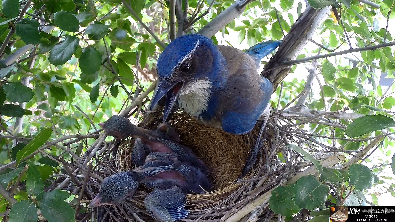 Scrub Jay nest documentary - female stands over resting chicks